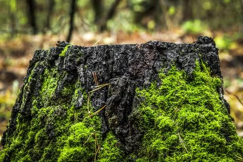 Stump in the forest Stock Photos