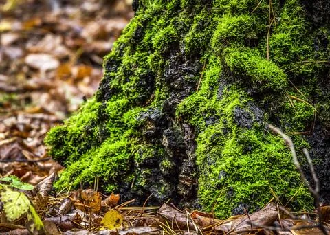 Stump in the forest Stock Photos