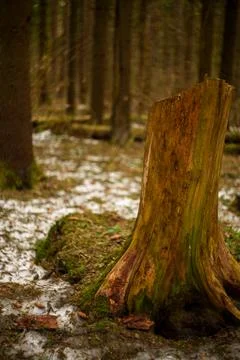 A stump in the forest Foto stock