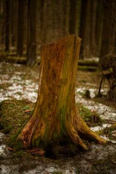 A stump in the forest Foto stock