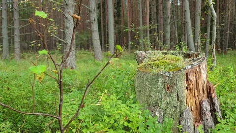 Stump in the forest.Stump in the moss in the forest Stock-Footage 115326347