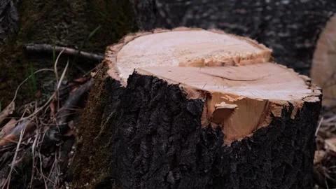 Stump of fresh sawn tree in wild forest. splinters, broken branches. closeup. Stock Footage 231476045
