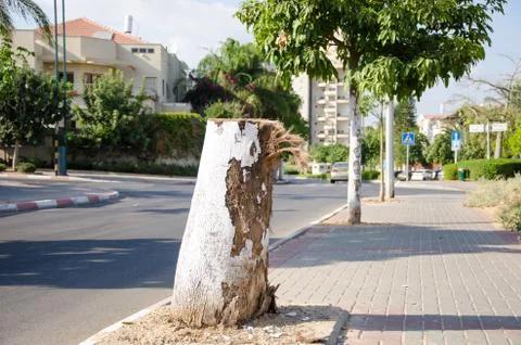 Stump from freshly-cut-down tree Foto stock