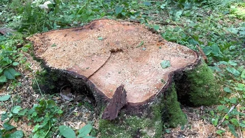 Stump from a freshly cut tree Stock Footage 248648187