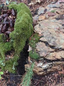 Stump Full Of Moss and Pine Cones Stock Photos