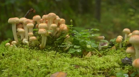 Stump Full Of Mushrooms Stock Footage 41761816