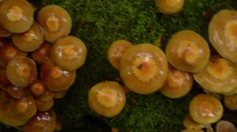Stump Full Of Mushrooms Stock Footage 41761833