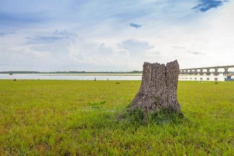 Stump on grass Behind River Stock Photos