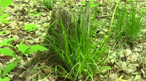Stump with grass nature Stock Footage 50143233