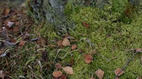 Stump in green smoke Stock Footage 59775652