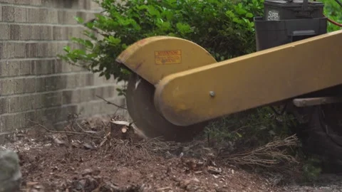 Stump Grinding Chopping Cutting Removing Stock Footage 172218941