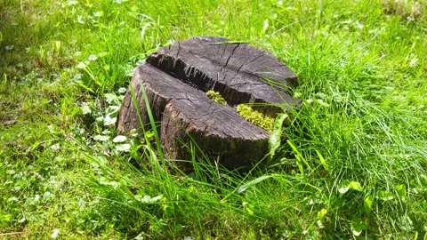 A stump on the ground among the grass. A dry, cut-off stump,animation 스톡 동영상 341589832