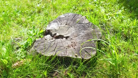 A stump on the ground among the grass. A dry, cut-off stump,animation Stock Footage 341590948