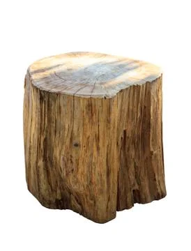 Stump isolate on white background Stock Photos