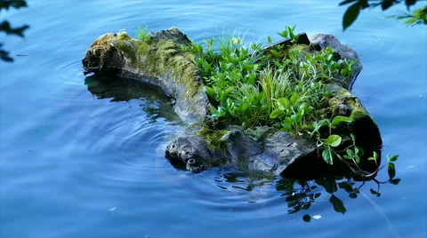 Stump in a lake, 4k Stock Footage 65216883