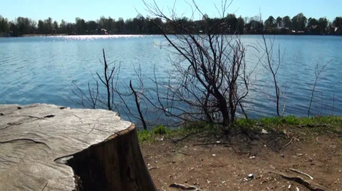 Stump on the lake Video stock 37414763
