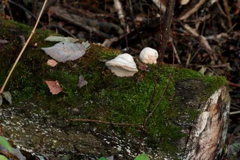Stump with lichens Stock Photos