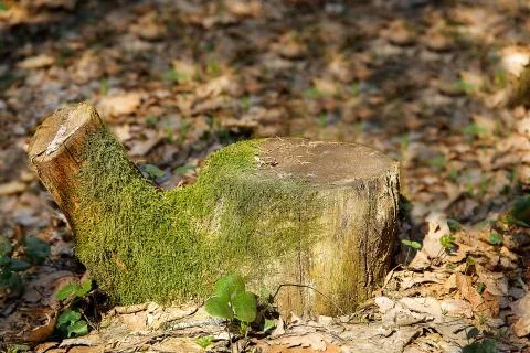 Stump lonely standing in the spring in the forest in the form of a kettle with Stock Photos