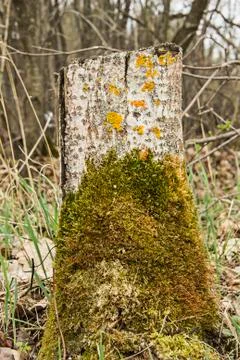 Stump with moss in the forest 스톡 사진