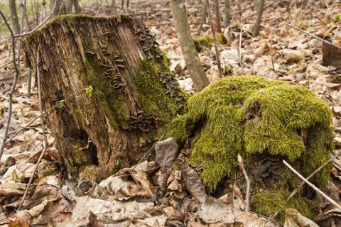 Stump with moss in the forest Stock Photos