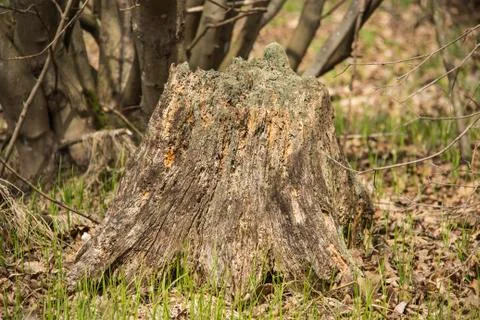 Stump with moss in the forest 스톡 사진