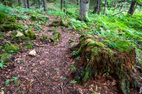 Stump with moss in the forest Stock Photos