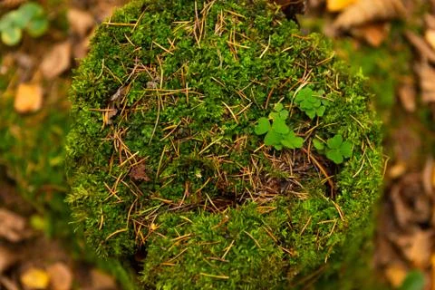 Stump with moss in the forest, top view. Stock Photos