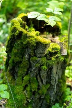 Stump moss in the forest on a tree Stock Photos