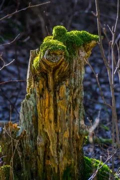 Stump with moss Stock Photos