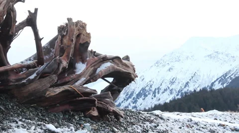 Stump on mountain 動画素材 51515094