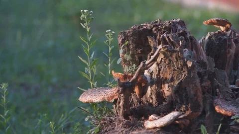 Stump with Mushrooms Stock Footage 77854514