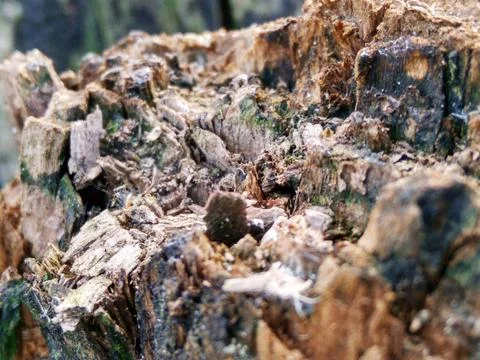 Stump oak Foto stock