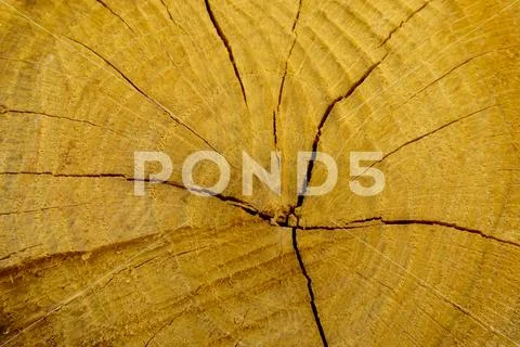 Stump of oak tree felled - section of the trunk with annual rings. Stock Photos