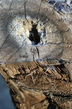 Stump of an old apple tree, the core has rotted, close-up Stock Photos
