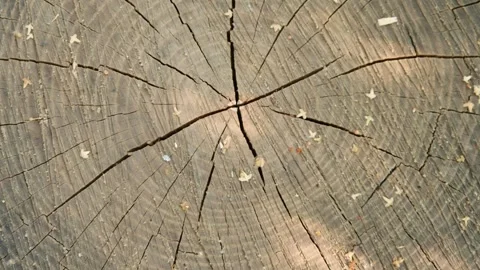 Stump of old ash tree in sunny weather, top view Stock Footage 252122060