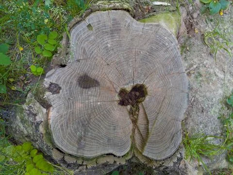 Stump of old birch tree, top view close-up Stock Photos