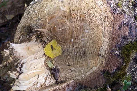 Stump of an old thick pine tree on a sunny day Stock Photos