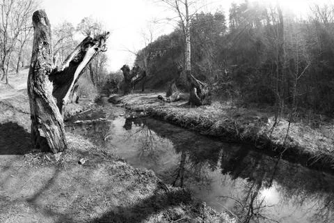Stump Of An Old Willow Tree By The Stream Stock Photos