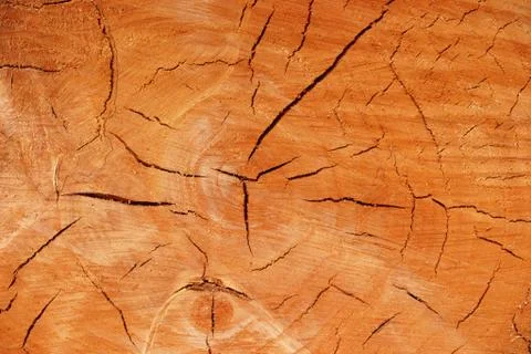 Stump Stock Photos