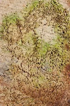 Stump Stock Photos