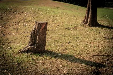 Stump Stock Photos