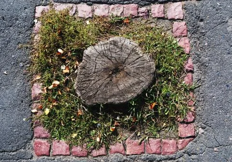 Stump Foto stock