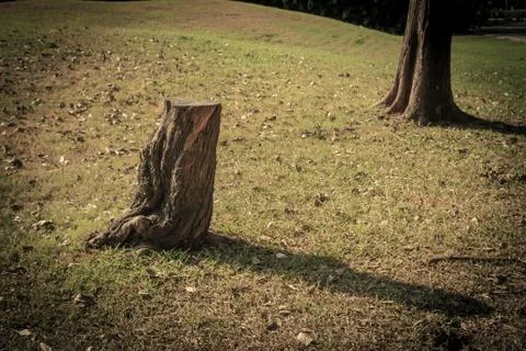 Stump Stock Photos