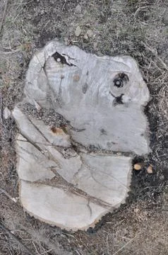 Stump Stock-Fotos