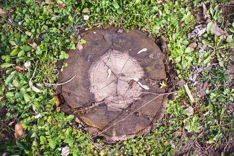 Stump 스톡 사진