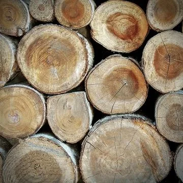 Stump Stock Photos