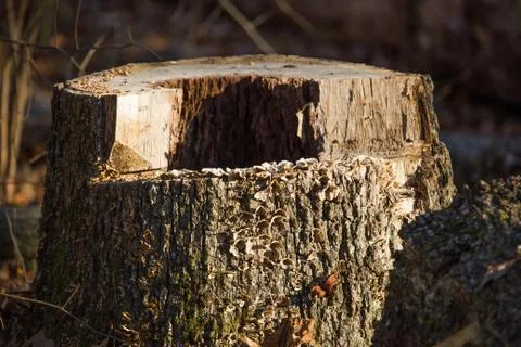 Stump Stock Photos