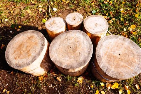 Stump Stock Photos