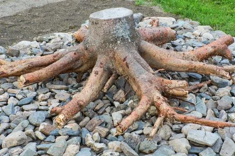Stump Stock Photos