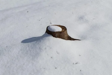 Stump Stock Photos